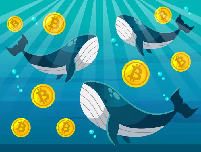 "고래들은 역발상 베팅"...비트코인(BTC), 폭락 속 717만 BTC 매집 대기록